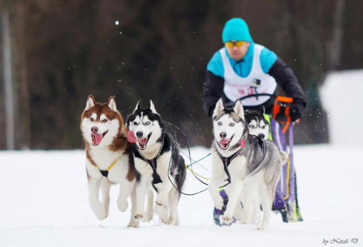 Тотьма уже готова к проведению Всероссийской дистанционной гонки на собачьих упряжках «Русский Север – 2017» 