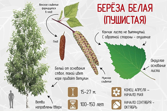 Проект «Деревья наших парков» расскажет о разнообразии городской флоры Череповца