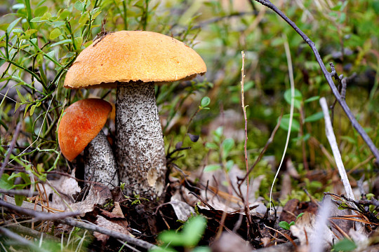 О том, какие грибы растут в парке Мира, расскажут в Вологодском музее-заповеднике