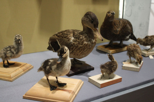Музейная выставка «Мамино счастье» расскажет о том, как животные заботятся о своем потомстве