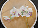 Выставка Елены Липиной «Дочери воздуха» украсила Музей орхидей