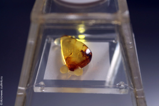 Посмотреть на древних насекомых, увековеченных в  янтаре, приглашает Вологодский музей-заповедник