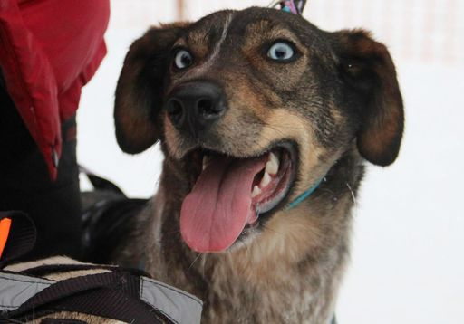 2500 посетителей, 100 участников, 33 спортсмена, 250 собак – краткие итоги международной гонки «Русский Север»