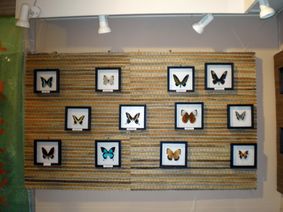 В Устюженском краеведческом музее открылись выставки семьи коллекционеров из Санкт-Петербурга «Самые красивые бабочки мира» и «Тайны Востока»