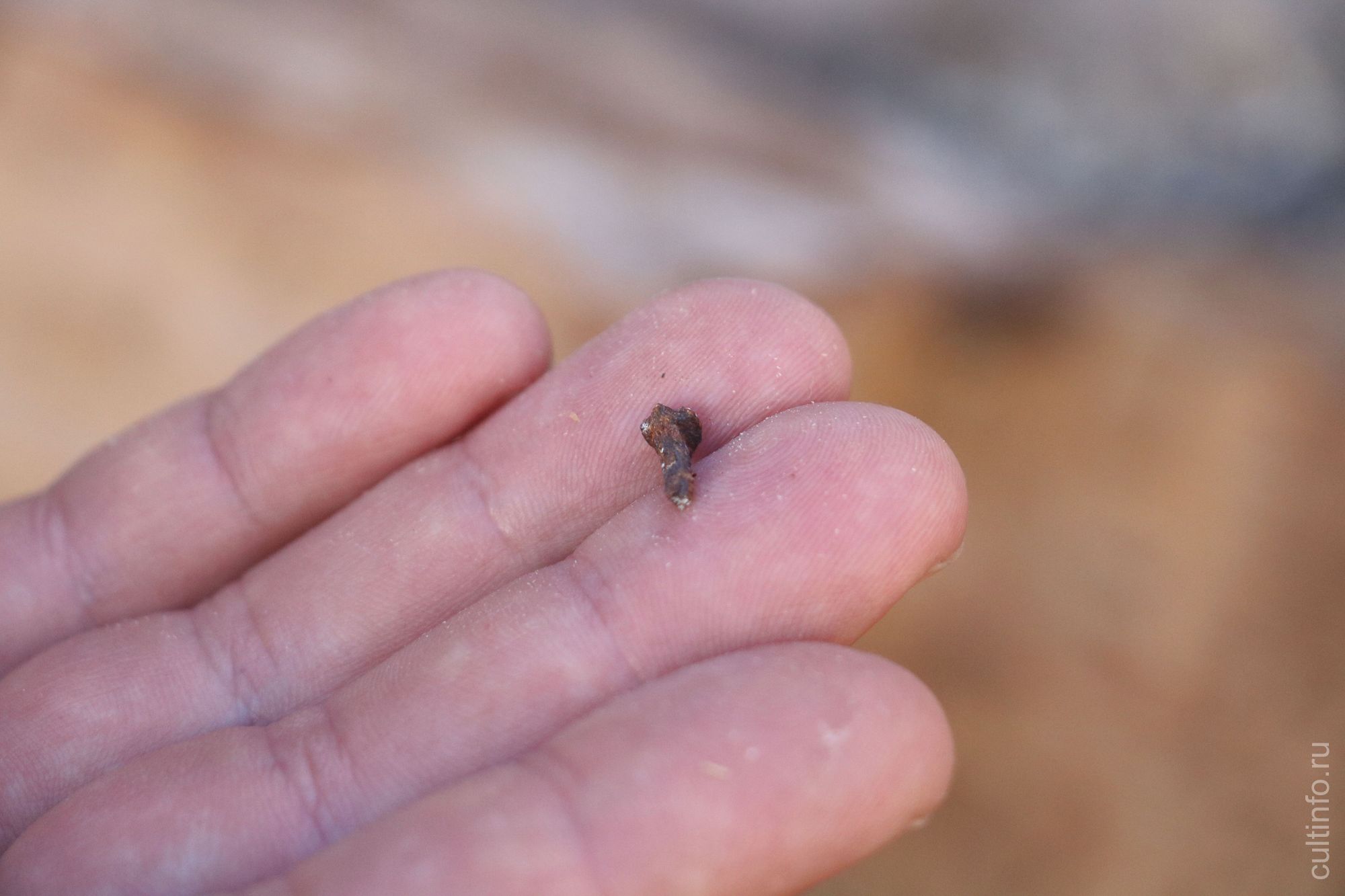 Кованый гвоздь. Фото 8 июня 2022 года