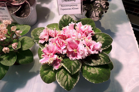 «Кружево сенполий» расцветет в эти выходные в Вологодском кремле