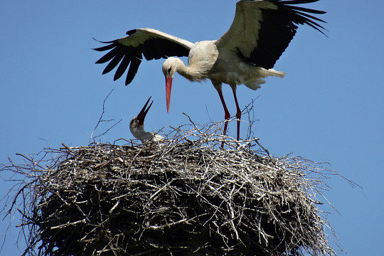 К флешмобу «Аист на крыше» могут присоединиться вологжане 22 июня