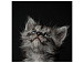 Фото: https://vk.com/fotoseveryanin?from=groups