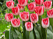 Фото: vk.com/botanic_garden_vologda