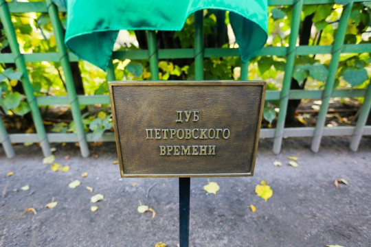 В Вологодском музее-заповеднике появится дуб из Летнего сада