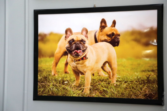 Летние работы участников фотоклуба «Северянин» можно увидеть в Городском дворце культуры Вологды