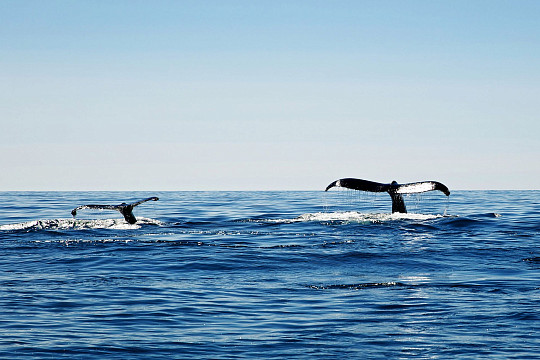 8 документальных короткометражек смогут посмотреть вологжане на фестивале «IDoCare» 