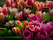 Фото: vk.com/botanic_garden_vologda