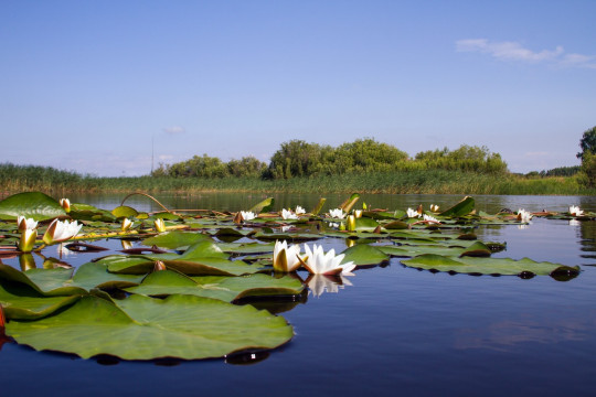  «День болот» с Кикиморой и Водяным пройдет в Музее природы Череповца