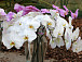В Музее орхидей