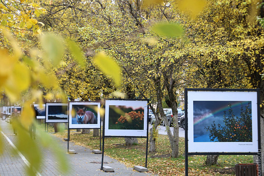 Чудесно пойманные мгновения: в Вологде открылась уличная фотовыставка «Окрестности Тимонихи» Николая Карачева