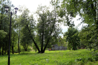 Трехствольные липы в усадебном парке Трехствольные липы в усадебном парке