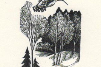 Вальдшнеп. 1995