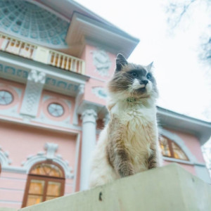 Кот Тихон из Усадьбы Брянчаниновых