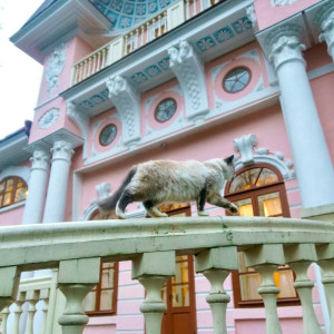 Кот Тихон из Усадьбы Брянчаниновых