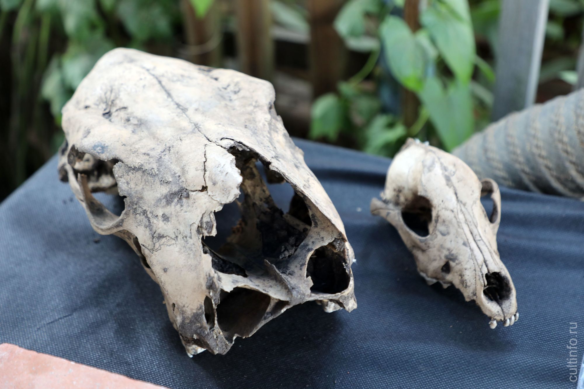 Кости животных