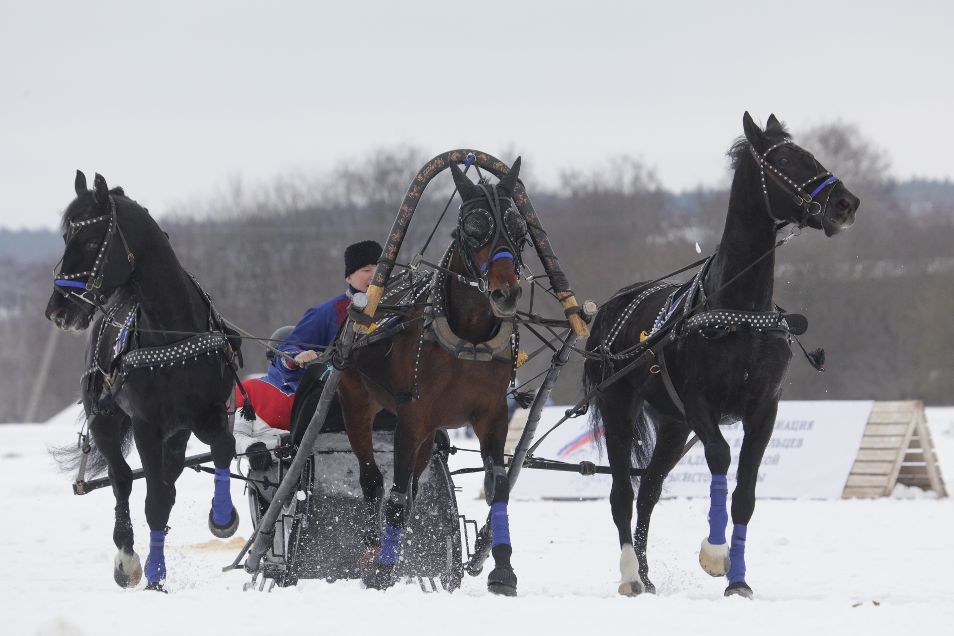 Соревнования конных экипажей стали центральным событием сегодняшнего фестиваля «Русская тройка» 