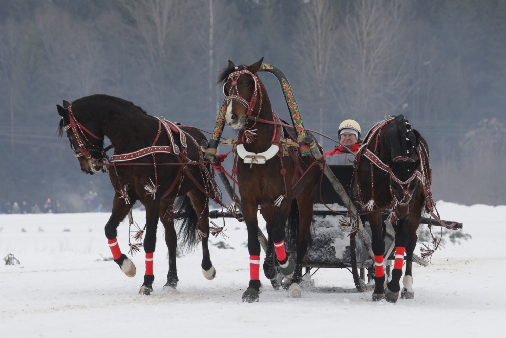 Тройка из Вологды выиграла II этап Чемпионата России по русским тройкам
