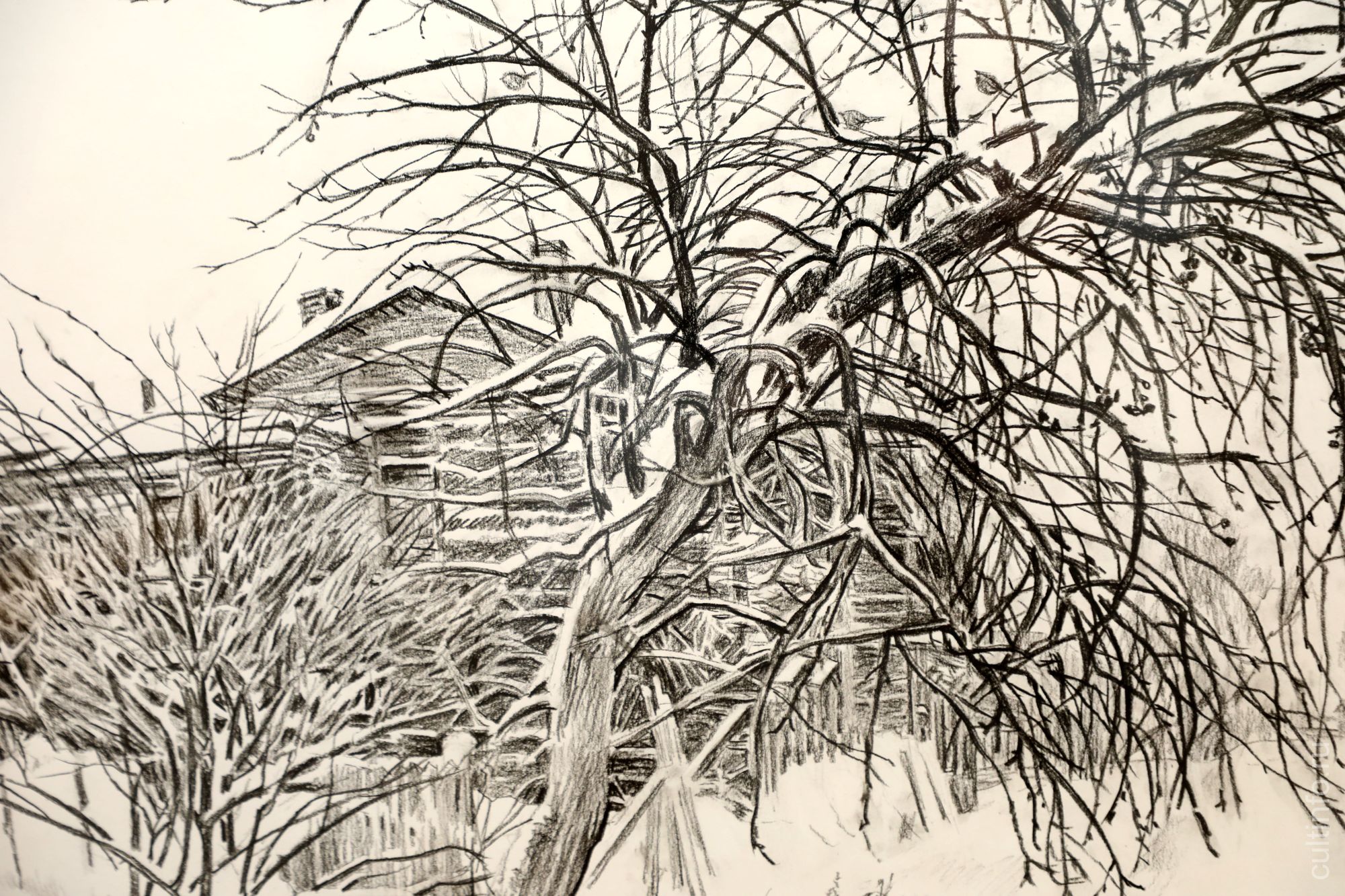 Татьяна Страхова. Старая яблоня. 2011