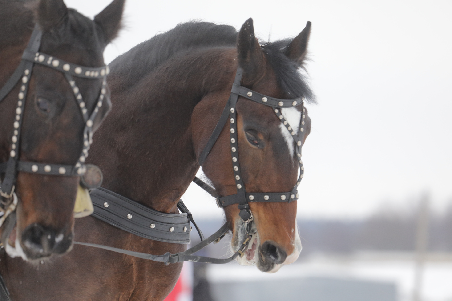 Соревнования конных экипажей стали центральным событием сегодняшнего фестиваля «Русская тройка» 
