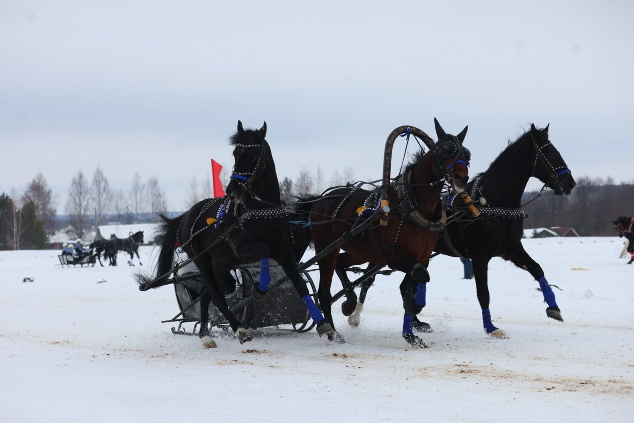 https://vk.com/vologdahorsesfest
